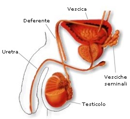 L'apparato riproduttore femminile - L'oogenesi, Il percorso dell'oocita, L'orgasmo nella donna, Regolazione ormonale nella donna: il ciclo mestruale